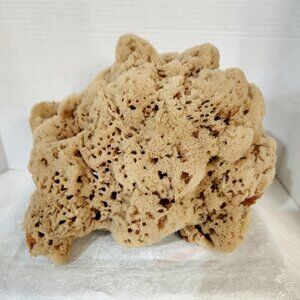 Hard to Find Large Natural Sea Sponge  11.5 in x 9 in. x 7 in